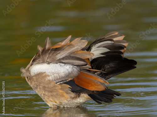 Eine Nilgand bei der Gefiederpflege