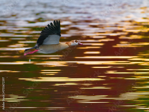 Eine Nilgans fliegt im Licht des Sonnenuntergangs