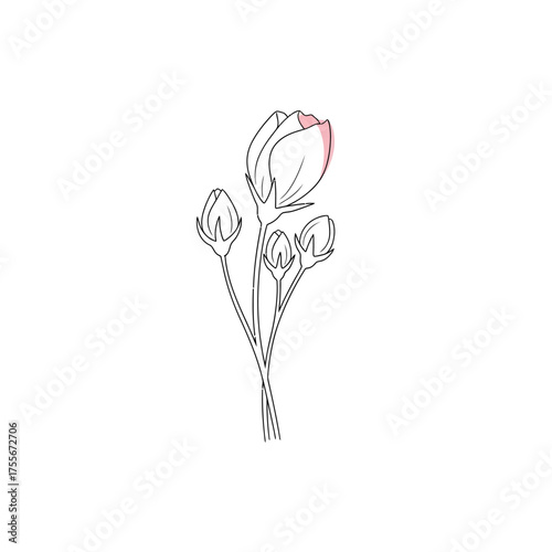 Minimalist line art illustration of a freesia flower with delicate pink accents, isolated on white background, capturing its beauty and simplicity in a modern style
