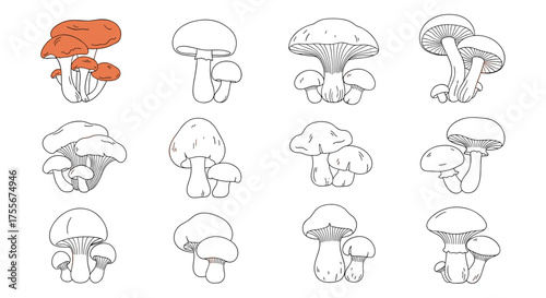 Collection of assorted mushroom illustrations in sketch style for design and creativity.