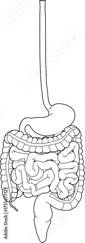 人体の消化器官