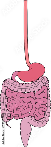 人体の消化器官