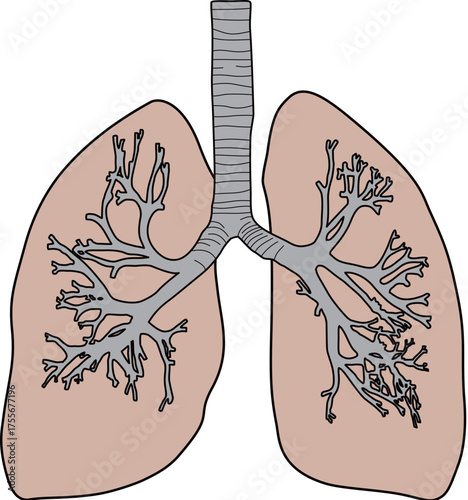 人体の肺