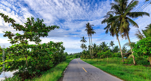 Fototapeta Naklejka Na Ścianę i Meble -  Road with palm trees on either side and a clear blue sky
