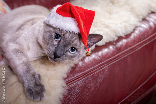 Siamese cat in Santa hat lying on cozy sofa
