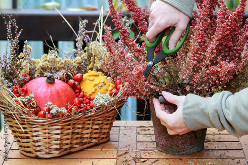 Florist at work: woman shows how to make seasonal autumn table decoration with pumpkins, flowers and plants in a wicker basket.