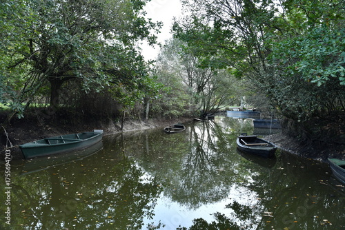 riviere dans un marais