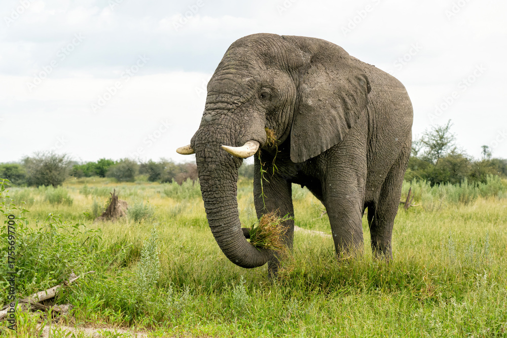 Obraz premium Elephant walking and feeding on the plains in the Okavango Delta in Botswana.