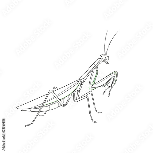 A detailed line drawing of a praying mantis, showcasing its unique anatomy and predatory nature isolated on white background