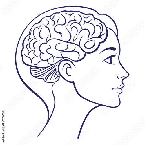 Stylized line art illustration of a human head profile showing the brain and cerebellum in dark blue ink on white