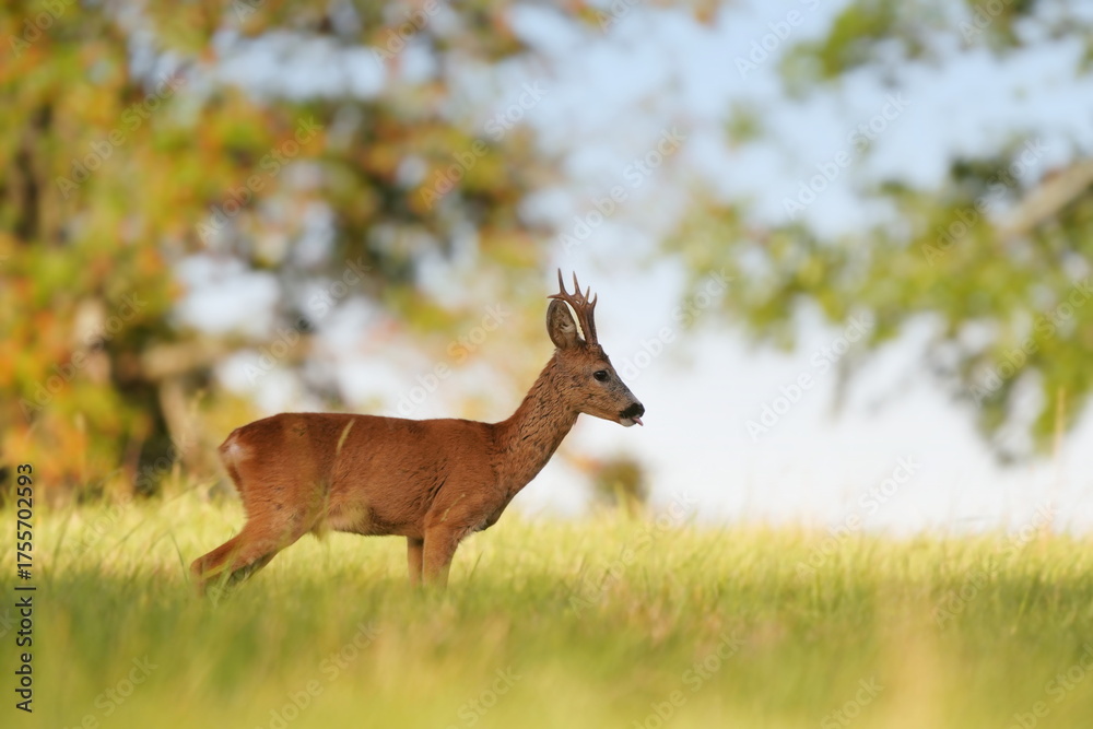 Obraz premium A beautiful roebuck stands on the meadow. Portrait of a roe deer in the nature habitat. Capreolus capreolus