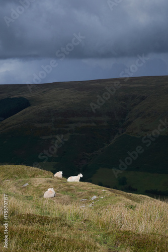 Fototapeta Three sheep against a dramatic sky and mountain