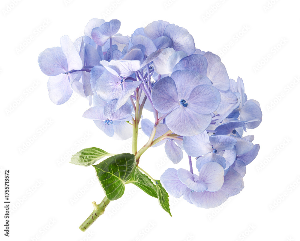 Fototapeta premium Blue Hydrangea Flowers Isolated on White Background with Clipping Path