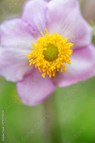 Obraz na plátně Japanese Anemone closeup of stamens