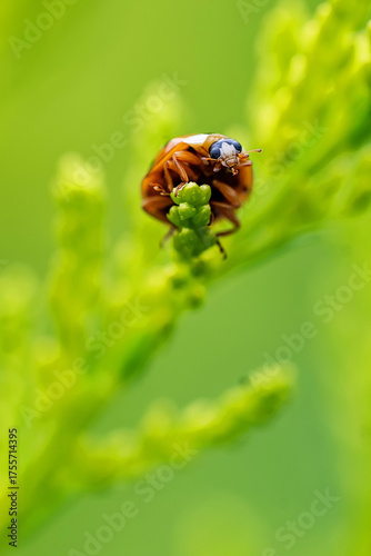 Fotografie Ladybug on tip of plant from below
