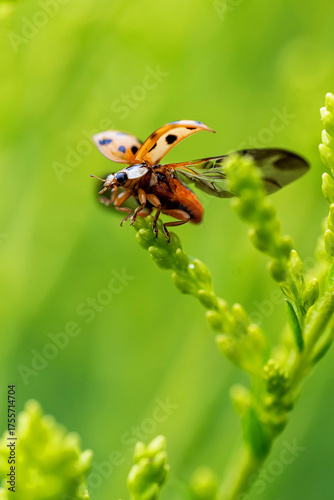 Obraz na plátně Ladybug insect prepares to take flight from plant