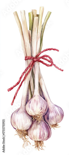 Watercolor illustration of garlic tied with red string, in a clipart style, isolated on a white background.