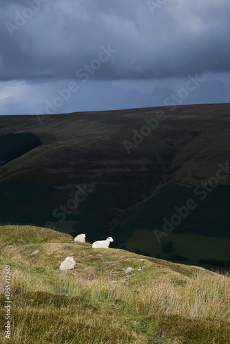 Fotografie Sheep on hillside in Wales with dramatic sky