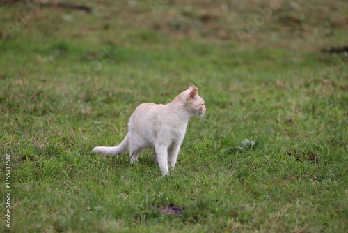 Quadro su tela Turkish Van Cat with White Fur in Nature