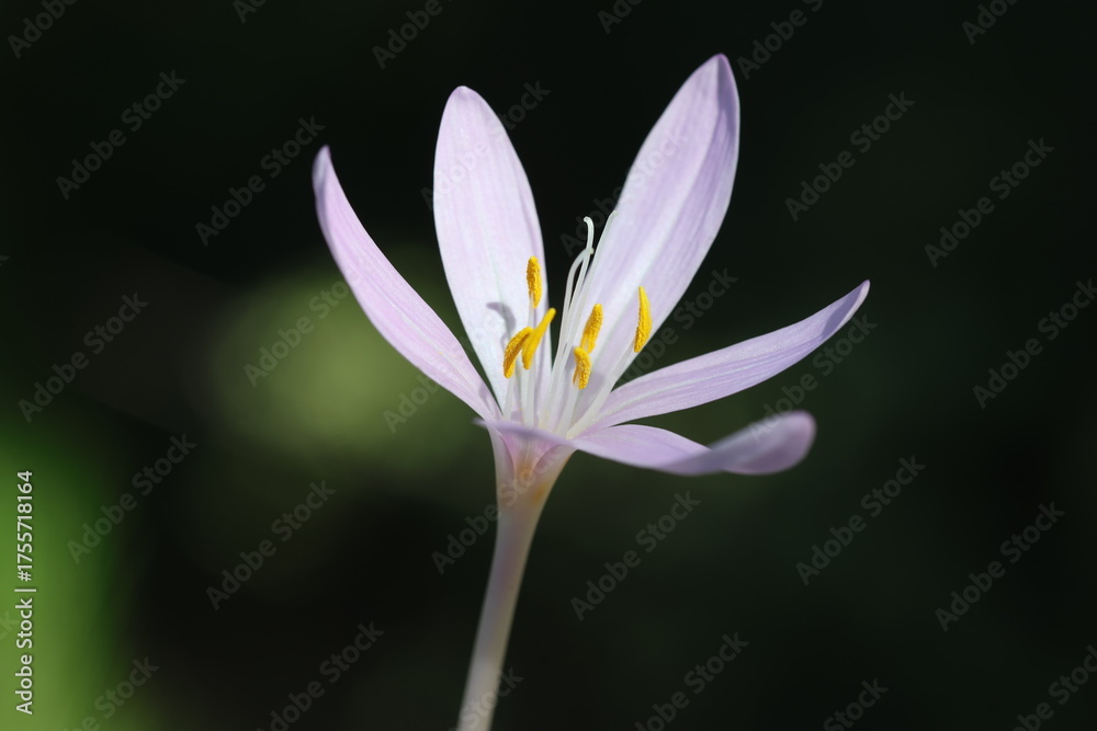 Naklejka premium Colchicum phyllypodium is commonly known as a type of autumn crocus or meadow saffron