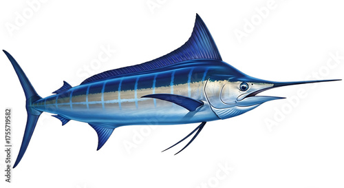 Illustration of a blue marlin isolated on transparent background, a large fish species