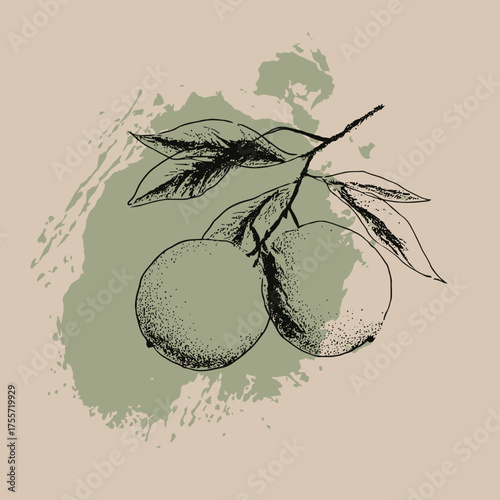 Sketched fruit branch with leaves on mottled background