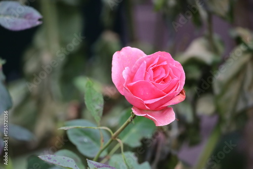 Fotografie Bonica 82 pink rose bloom with green leaves