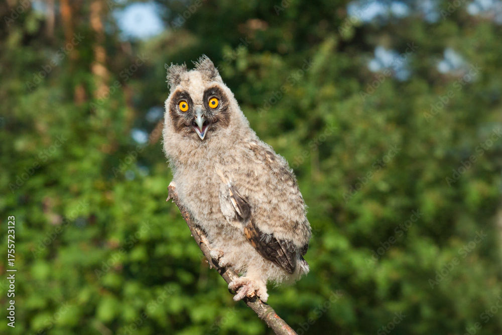 Obraz premium great horned owl