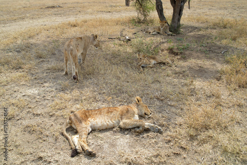 Vászonkép Africa, Tanzania, Segengeti, lions family