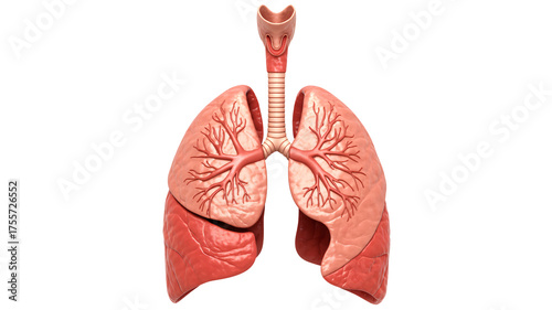 Detailed human lungs and trachea anatomy for medical education and science