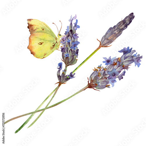 Lavender lavandula flower sprigs stalks stems with yellow butterfly. Isolated botanical illustration hand drawn in watercolor. Garden themes, nature floral print, herbal decor, spa bath aromatherapy.