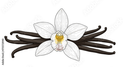 Delicious vanilla bean and orchid flower representing sweet aromatic flavor.