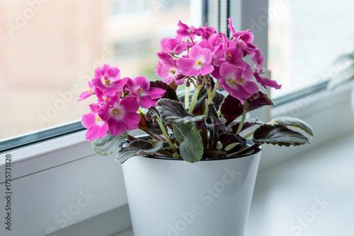 Blooming indoor pink violet on a home windowsill.