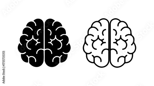 Brain anatomy outline with transparent background