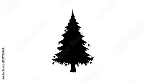 Evergreen tree silhouette with transparent background