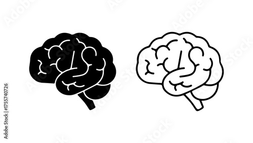 Brain anatomy outline with transparent background