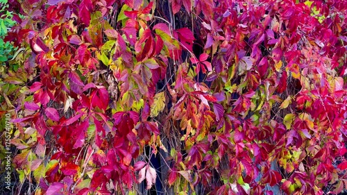Vibrant autumn leaves of Virginia creeper in rich red and yellow color, natural animated texture, horizontal video footage.
