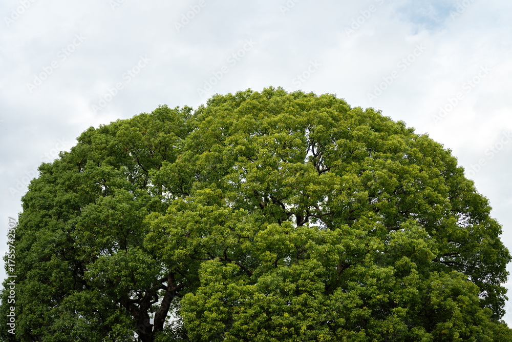 Fototapeta premium Big tree with beautiful branch shape and green leaves before autumn season at parkland in Japan. Nature scene photo.