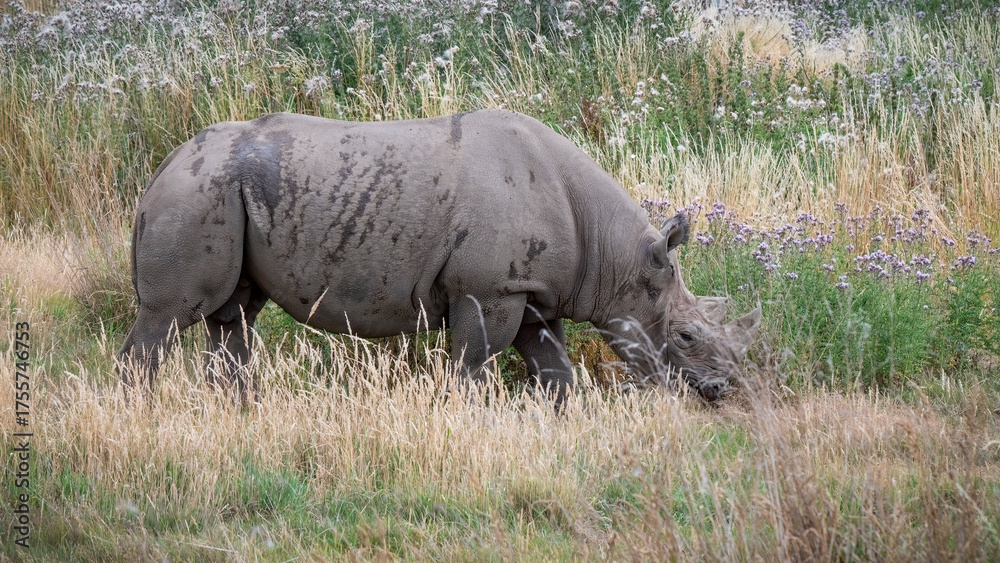 Fototapeta premium Black Rhinoceros Walking in Grass
