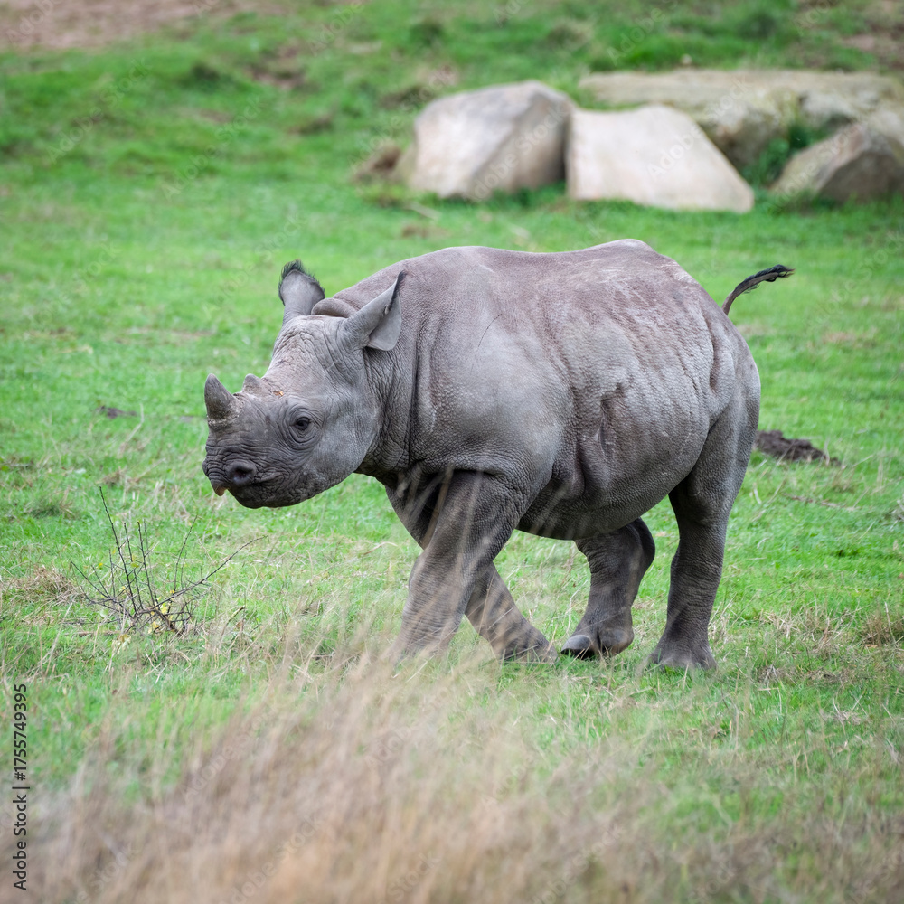 Obraz premium Black Rhinoceros Calf Walking on Grass