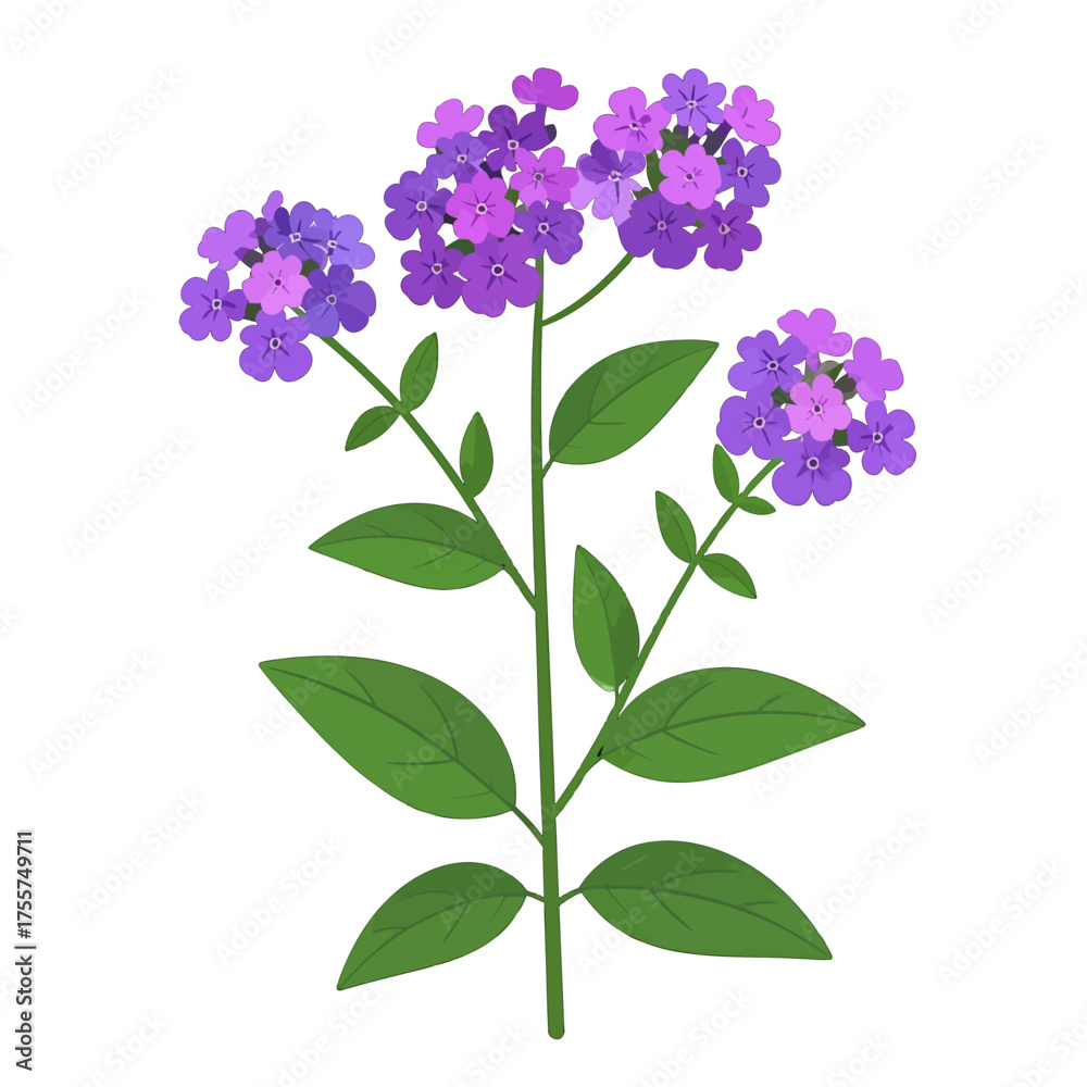 Fototapeta premium Detailed Illustration of a Tall Verbena Plant with Purple Flowers and Green Leaves on a Clean White Background