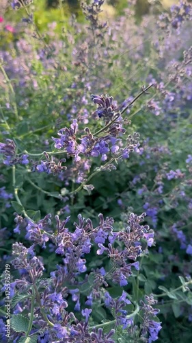 Cat Mint. Catnip purple flowers bloom in the garden illuminated by the golden rays of the setting sun. Green Leaves. Terraced bed. Bloom greenery Background. Advertising. Close up. Natural Flora.
