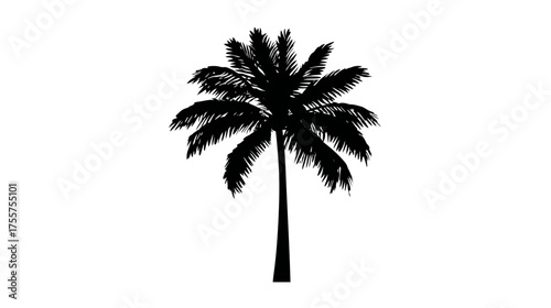 Silhouette of a tropical palm tree with fronds against a white background