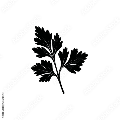 Black silhouette of a delicate parsley leaf sprig on a white background
