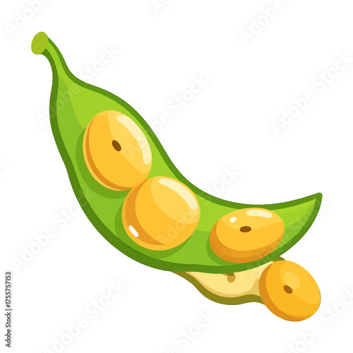 Close Up of Green Soybean Pod with Creamy Yellow Seeds in Open Husk Against White Background