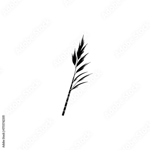 Black silhouette of a feathery grass stalk on a white background