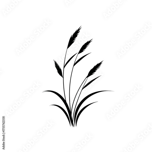 A delicate black silhouette of a wheat stalk with feathery seed heads against white