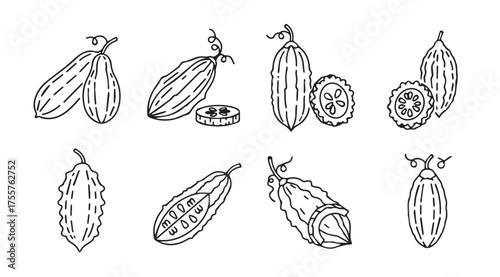 Collection of hand drawn bitter gourd vegetables and slices artistic sketch style vector