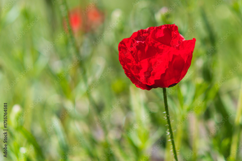 Obraz premium A solitary red poppy pops out from among the other plants and wildflowers on a bright spring day during a walk through