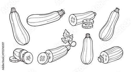 Hand drawn zucchini vegetable collection different views and slices isolated on white vector